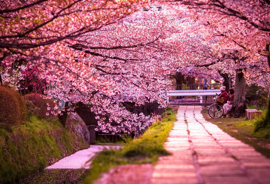 Kyoto: Private Highlights Tour with Guide and Luxury Vehicle - Price and value: $383 per group for 10 hours, and when it pays off