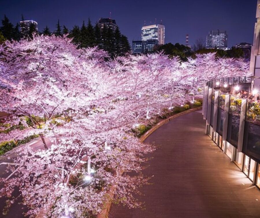 Kyoto: Private Highlights Tour with Guide and Luxury Vehicle - Nishiki Market lunch and Gion after: food street energy plus old-city charm