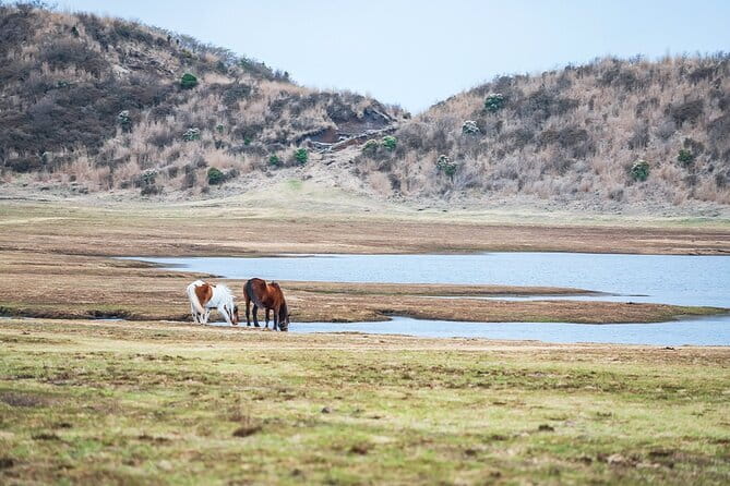 Kyushu: Aso Vocano, Grassland,Onsen and Aso shrine 1-Day Tour - Language and guide style: how to make the day work for you