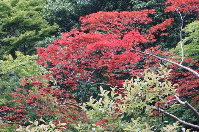 Minoh Waterfall and nature walk through the Minoh Park - Meeting point, trains, and how the day usually flows