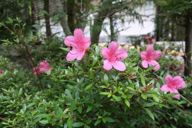 Minoh Waterfall and nature walk through the Minoh Park - Minoo Park on safe paved roads, plus the city-hot-spring connection