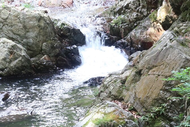 Minoh Waterfall and nature walk through the Minoh Park - Price and value: what $138.37 buys you (and what it does not)