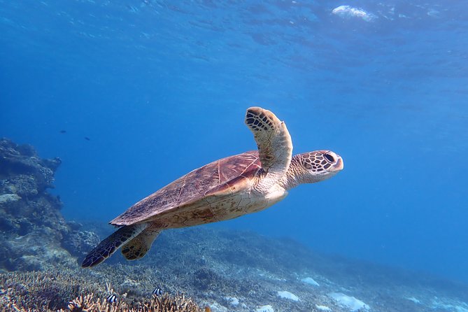 [Miyako Island/Half Day] Sea Turtle Snorkeling - Key things that make this snorkeling tour worth it