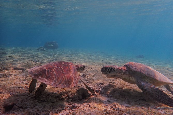 [Miyako Island/Half Day] Sea Turtle Snorkeling - Sea turtles and coral, plus a guide who helps you actually see things