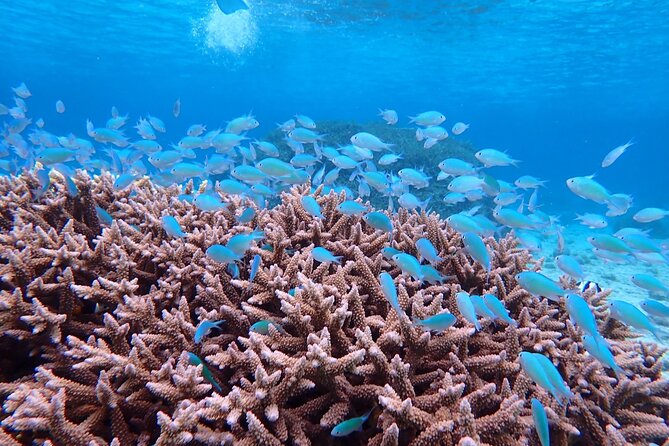 [Miyako Island/Half Day] Sea Turtle Snorkeling - The guide names to look for, and why their style matters
