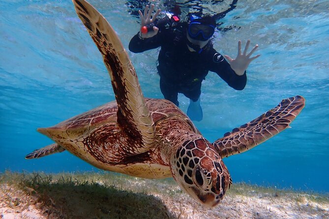 [Miyako Island/Half Day] Sea Turtle Snorkeling - Gear and safety rules you cannot ignore (and honestly, they’re there for good reasons)