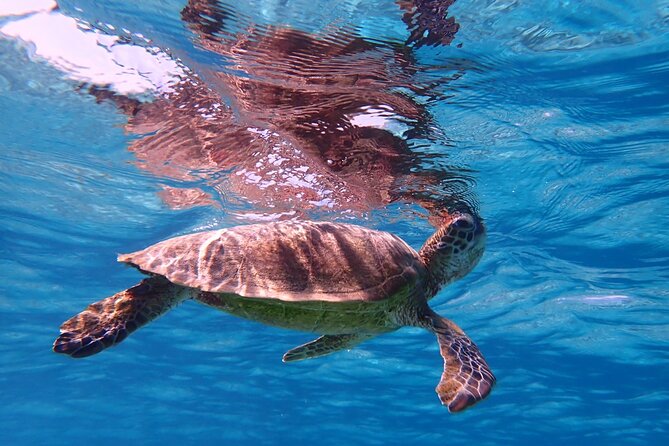 [Miyako Island/Half Day] Sea Turtle Snorkeling - The free waterproof photo data is a real value add