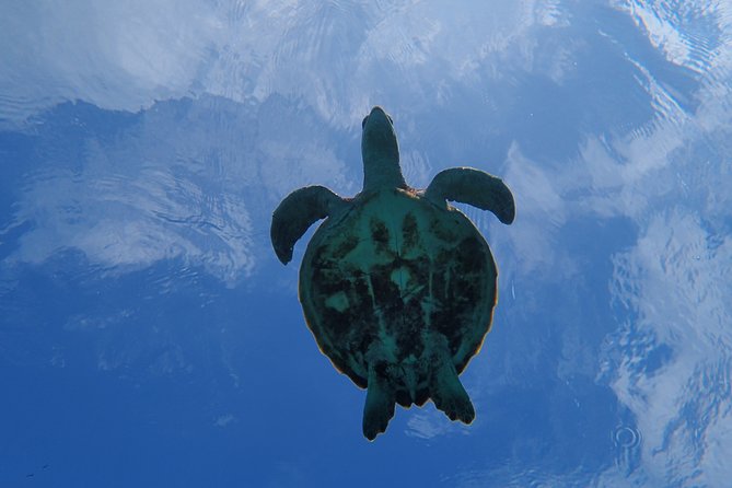 [Miyako Island/Half Day] Sea Turtle Snorkeling - Meeting point, timing, and the small logistics that can save your day