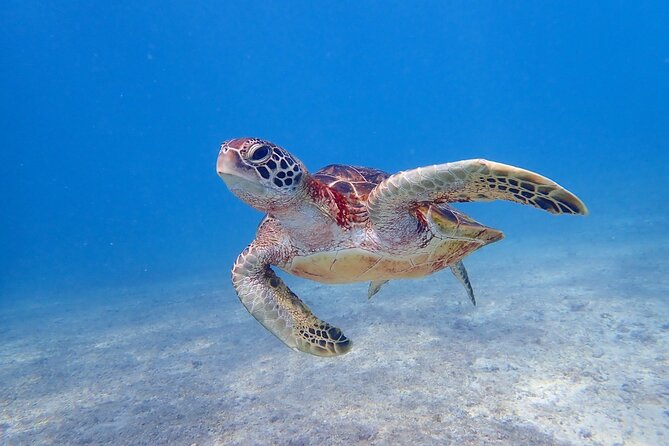 [Miyako Island/Half Day] Sea Turtle Snorkeling - The exact rhythm of the half-day session, from meet-up to back at the beach