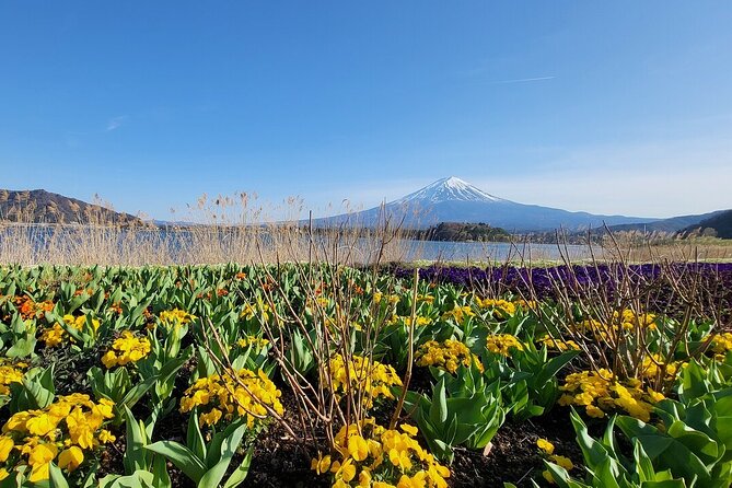 Mount Fuji Adventures Private English Tour With Hotel Pick Up - Price and what makes it feel worth it
