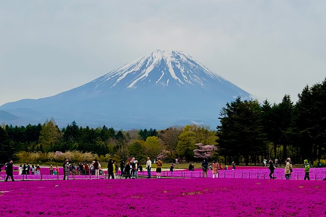 Mt. Fuji, Cherry Blossom & Shiba Sakura Pvt. Day Tour - Key Things to Know Before You Go