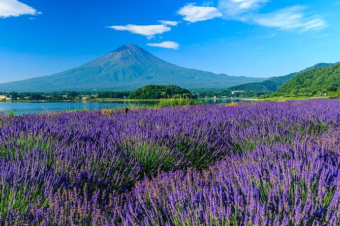 Mt. Fuji Five Lakes Area Private Tour with Licensed Guide(Kawaguchiko area Dep) - Price and what $155.22 really buys you