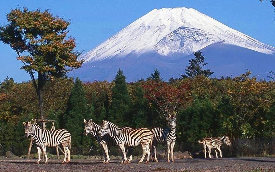 Mt Fuji : Private 10-Hour Luxury Tour by Exclusive Car - Key things that make this Mt Fuji private day tour special