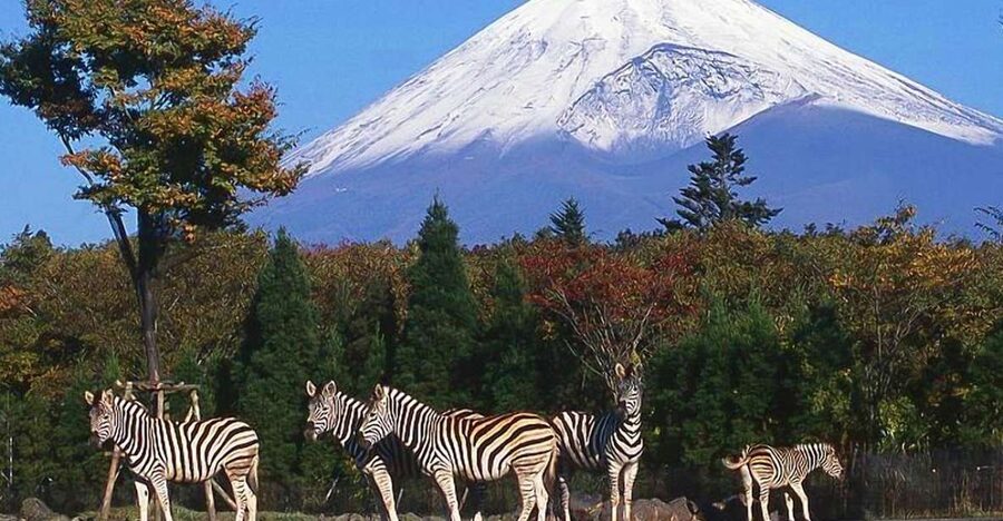 Mt Fuji : Private 10-Hour Luxury Tour by Exclusive Car - Lake Kawaguchiko and the Fuji Five Lakes: where your day starts to pay off