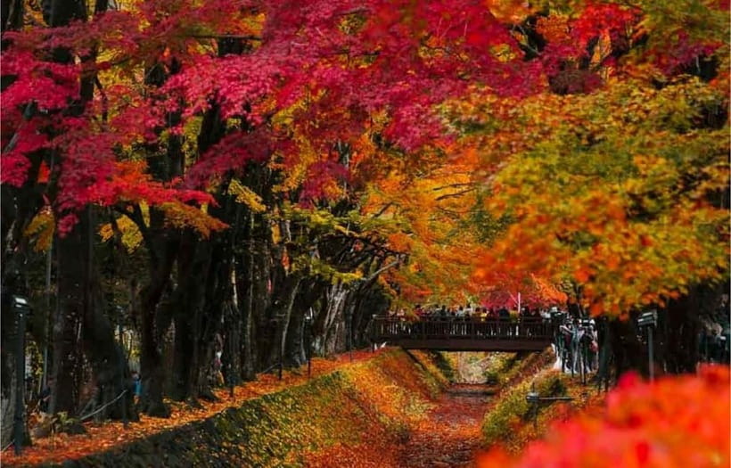 Mt Fuji Top 5 Spots Day Tour: Arakurayama Park,Oshino Hakkai - Oshino Hakkai: Eight Springs, Cool Air, and Slow Wandering