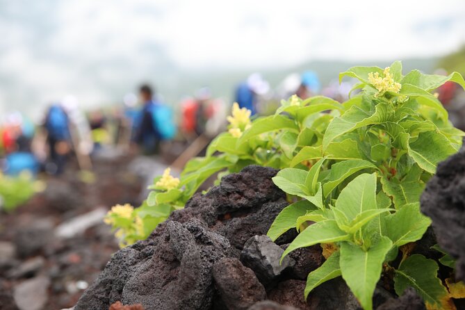 Mt.Fuji Trekking 1 Day Tour up to the summit - Summit Option: Go for the Top, or Split the Climb Smart