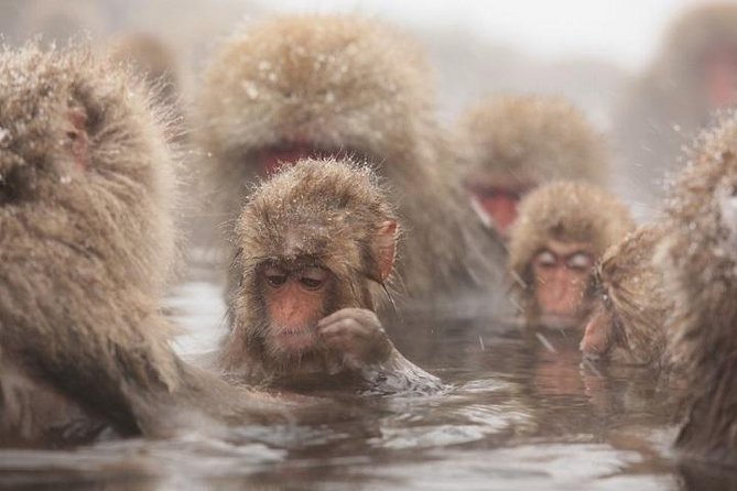 Nagano Snow Monkey 1 Day Tour with Beef Sukiyaki Lunch from Tokyo - Key Things That Make This Tokyo to Nagano Snow Monkey Tour Worth Your Time