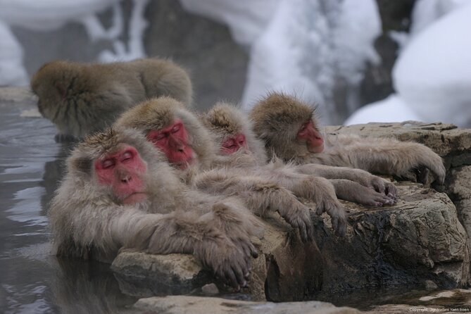 Nagano Snow Monkey 1 Day Tour with Beef Sukiyaki Lunch from Tokyo - Why the Jigokudani Hot Springs Experience Feels Special