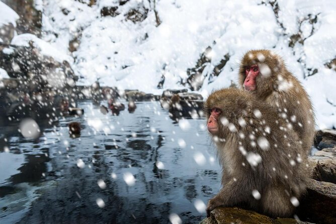 Nagano Snow Monkey 1 Day Tour with Beef Sukiyaki Lunch from Tokyo - Getting to Jigokudani Yaen-koen: Plan for the Cold, Not Just the Distance
