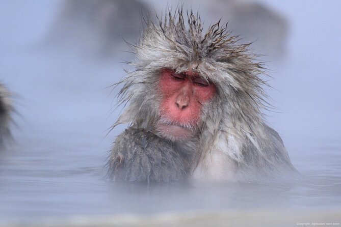 Nagano Snow Monkey 1 Day Tour with Beef Sukiyaki Lunch from Tokyo - At the Park: What to Expect From Wild Monkeys in Hot Springs