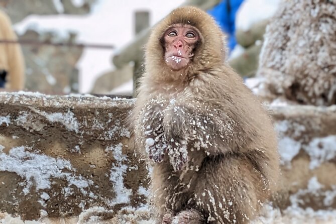 Nagano Snow Monkey 1 Day Tour with Beef Sukiyaki Lunch from Tokyo - How the Timing Works in Winter (and Why Mid-Season Can Change the Show)