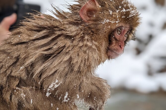 Nagano Snow Monkey 1 Day Tour with Beef Sukiyaki Lunch from Tokyo - Kamakura no Sato Snow Huts: The Extra Winter Stop You Only Get on Certain Dates