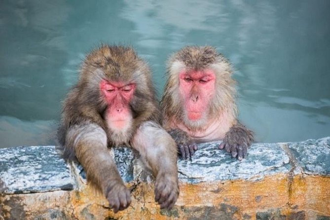 Nagano Snow Monkey 1 Day Tour with Beef Sukiyaki Lunch from Tokyo - Shinshu Fruitsland Lunch: Beef Sukiyaki, Plus Real Choice