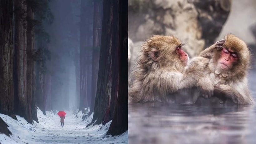 Nagano: Snow Monkeys & Togakushi Shrine Two-Spot in-One Day - Key highlights to know before you go