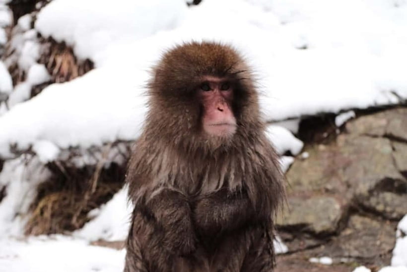 Nagano: Snow Monkeys & Togakushi Shrine Two-Spot in-One Day - Cost and value: what you pay, what you control