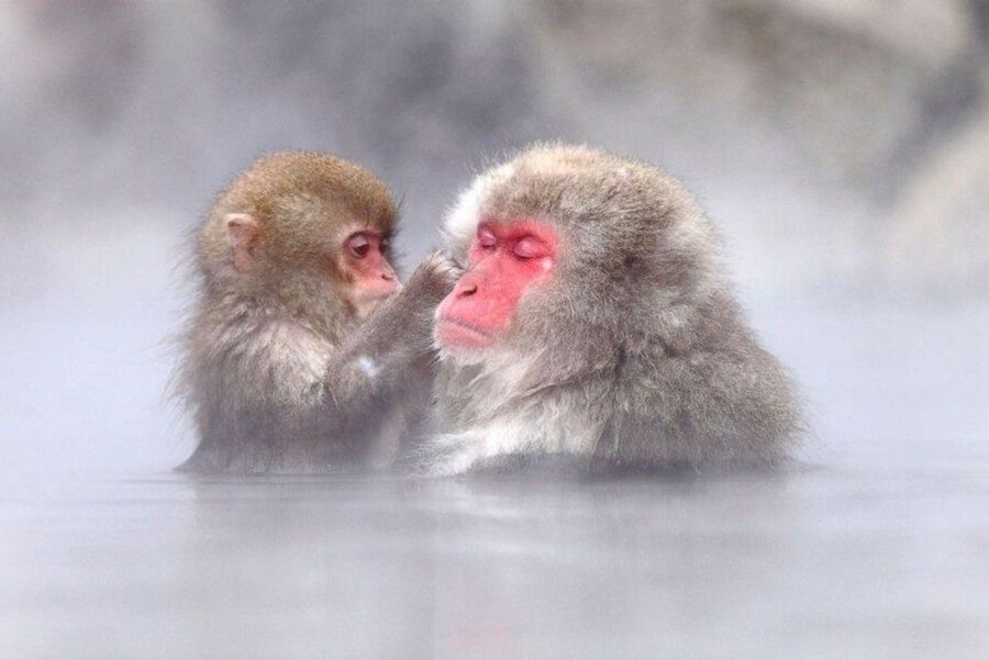 Nagano: Snow Monkeys, Zenkoji Temple & Sake Day Trip - Key highlights that make this Nagano day trip worth your time