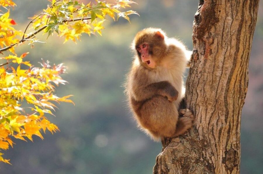 Nagano: Snow Monkeys, Zenkoji Temple & Sake Day Trip - Food tasting on the way, small stop, big local flavor payoff