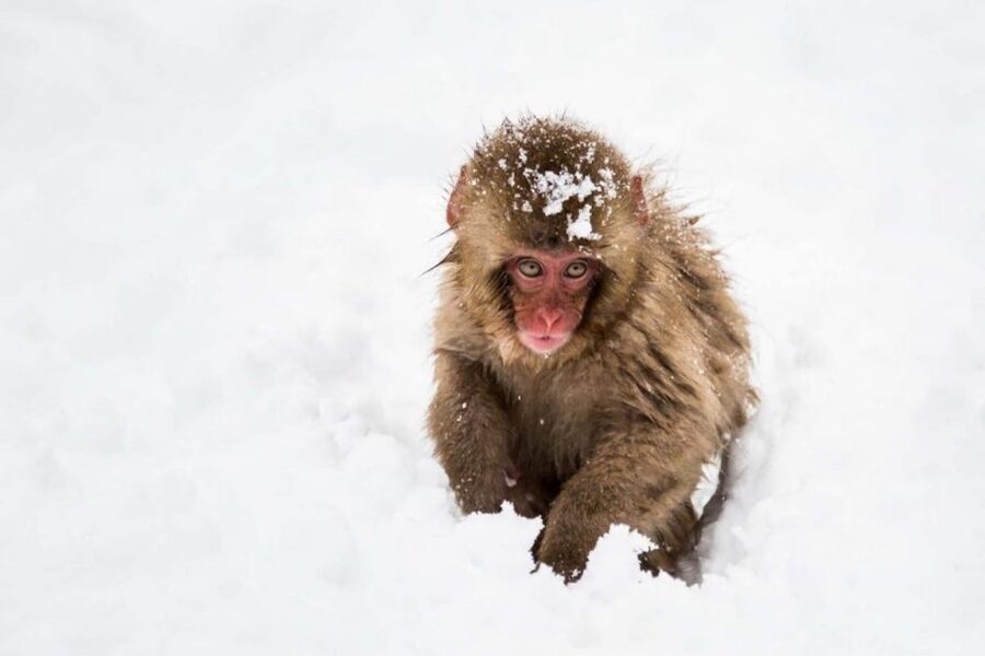 Nagano: Snow Monkeys, Zenkoji Temple & Sake Day Trip - Sake tasting: learn the basics and taste the difference without getting sloppy
