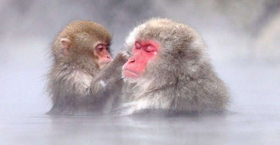 Nagano: Snow Monkeys, Zenkoji Temple & Sake Day Trip - The lunch break that keeps the day from feeling like a bus tour