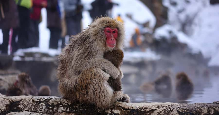 Nagano/Tokyo: Snow Monkey and Zenkoji Temple Private Tour - Key things that make this day trip work