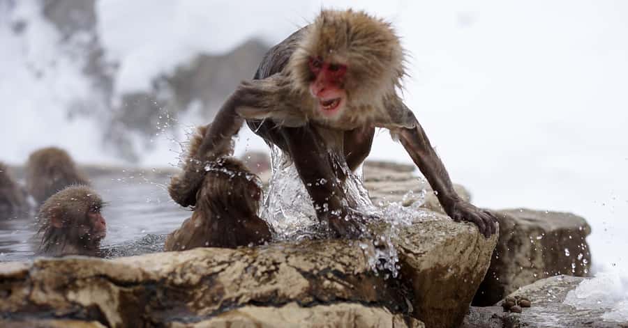Nagano/Tokyo: Snow Monkey and Zenkoji Temple Private Tour - What You Get Included, and What You Must Plan for Yourself