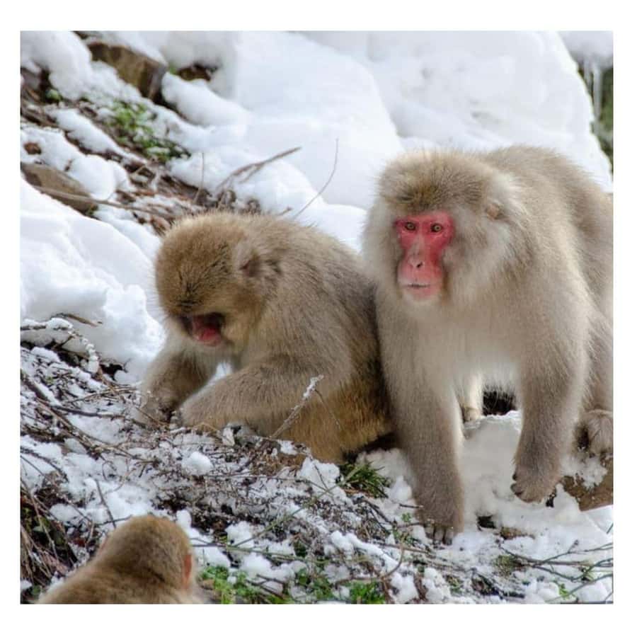 Nagano/Tokyo: Snow Monkey and Zenkoji Temple Private Tour - Price and Logistics: Is $505 per Group Worth It?