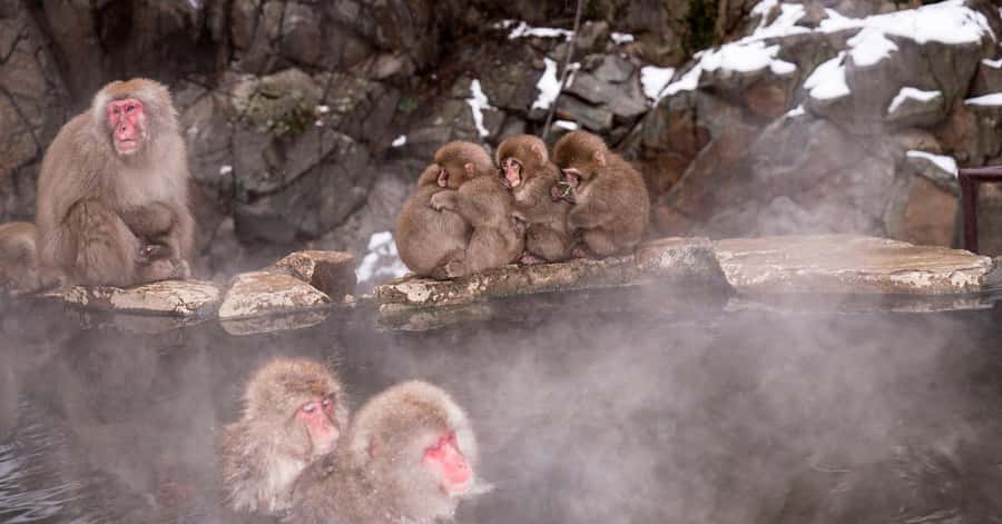 Nagano/Tokyo: Snow Monkey and Zenkoji Temple Private Tour - Zenko-ji Temple: How to See Nagano’s Most Important Temple Properly