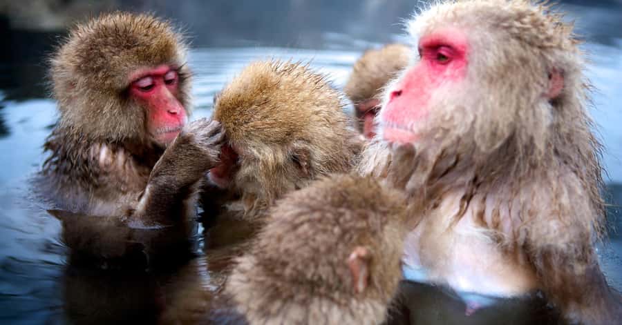 Nagano/Tokyo: Snow Monkey and Zenkoji Temple Private Tour - Jigokudani Monkey Park: Snow Monkeys, Hot Springs, and Real Cold-Weather Magic