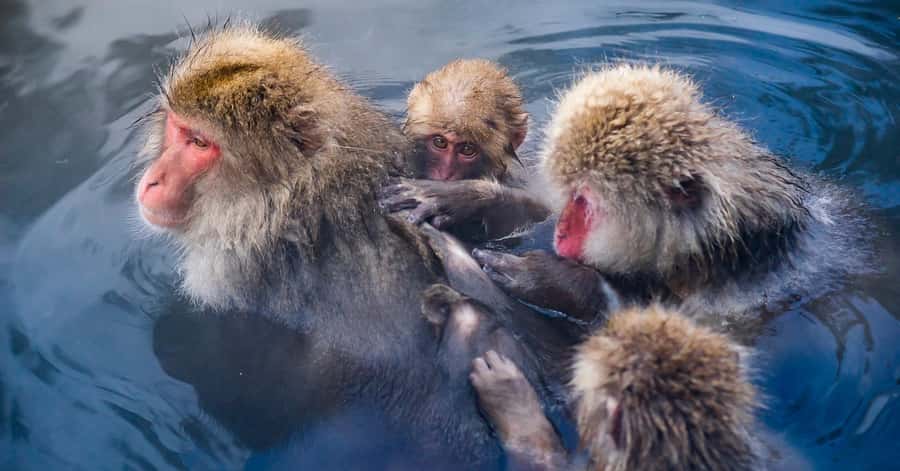 Nagano/Tokyo: Snow Monkey and Zenkoji Temple Private Tour - Shibu Onsen: Narrow Streets, Public Baths, and a Ryokan Town Mood