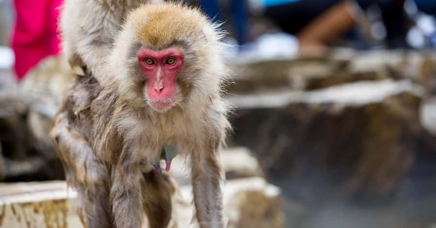 Nagano/Tokyo: Snow Monkey and Zenkoji Temple Private Tour - Yamanochi and a Flexible Nagano Prefecture Moment