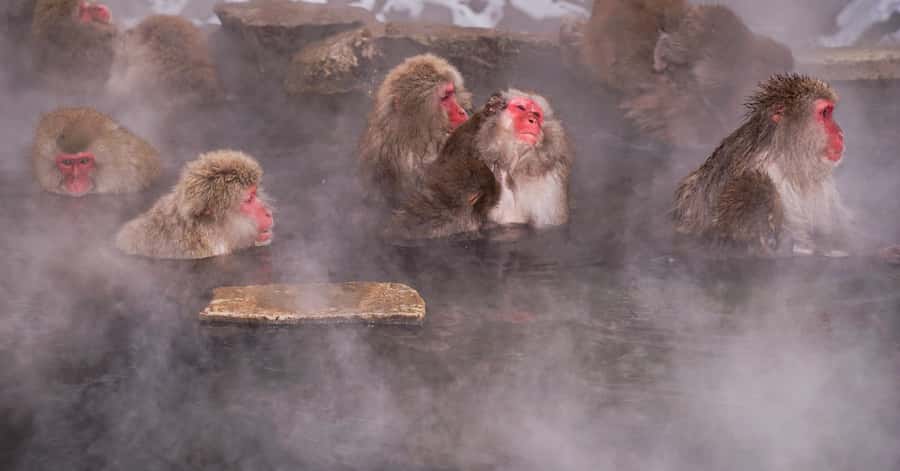 Nagano/Tokyo: Snow Monkey and Zenkoji Temple Private Tour - The Long Drive From Tokyo Feels Easier With a Real Private Driver