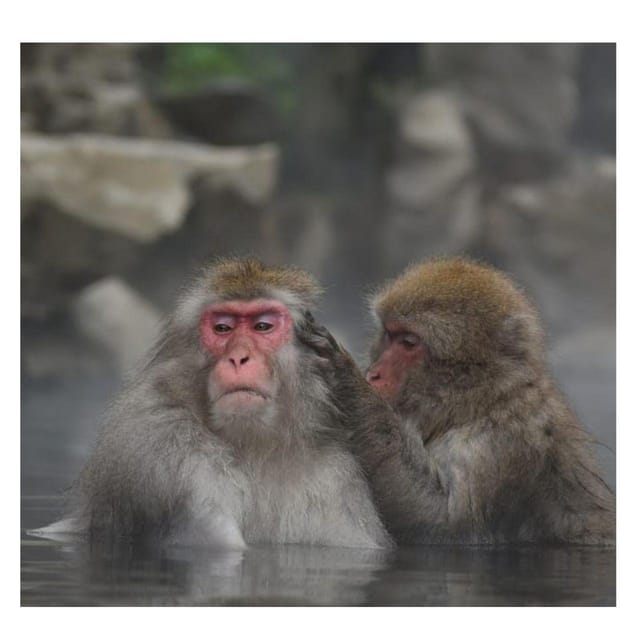 Nagano/Tokyo: Snow Monkey Private Day Tour At Lowest Rate - Obuse and the Hokusai Museum: art plus sweets plus a smart lunch window