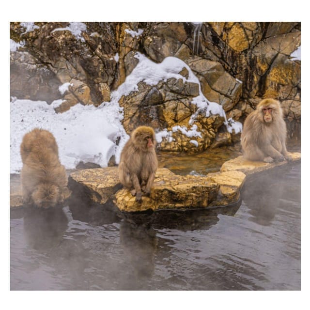 Nagano/Tokyo: Snow Monkey Private Day Tour At Lowest Rate - Where the samurai and shrine stops fit into customization
