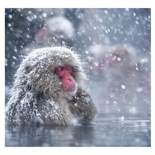 Nagano Tokyo: Snow Monkey Private Day Tour Hotel Pick & Drop - Price and logistics, what $455 per group really buys you