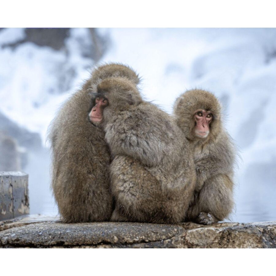 Nagano Tokyo: Snow Monkey Private Day Tour Hotel Pick & Drop - Shibu Onsen, lantern streets and real hot-spring town culture