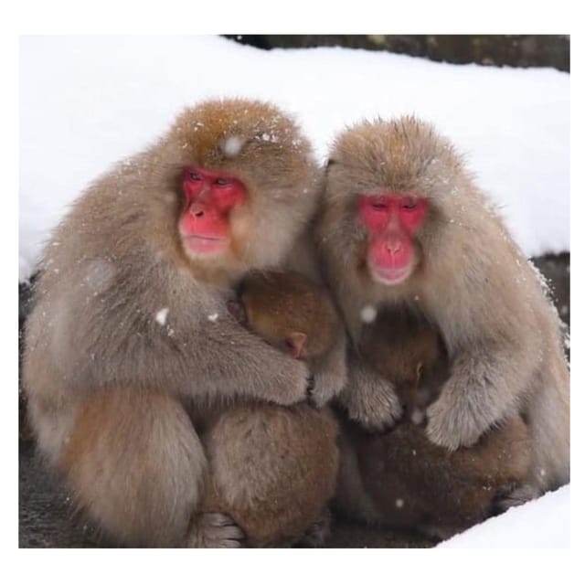 Nagano Tokyo: Snow Monkey Private Day Tour Hotel Pick & Drop - Timing, pacing, and how to get the most from 10 hours