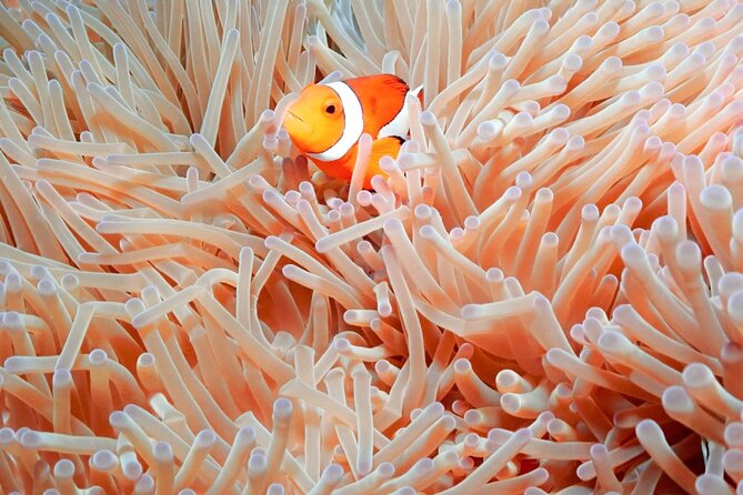 Naha: Full-Day Snorkeling Experience in the Kerama Islands, Okinawa - Naha logistics: 8:00 am start, and the one meeting point to double-check