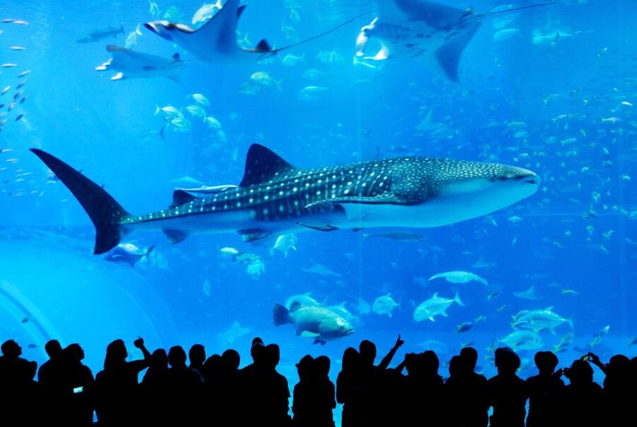 Naha: North Okinawa Sightseeing Tour & Churaumi Aquarium - A Full-Day North Okinawa Power Tour from Naha