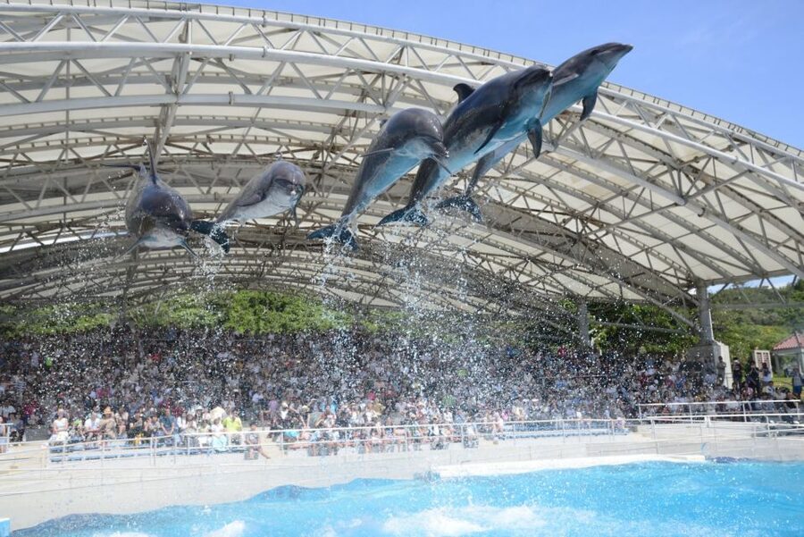 Naha: North Okinawa Sightseeing Tour & Churaumi Aquarium - How the Timing Feels on a Long Bus Day