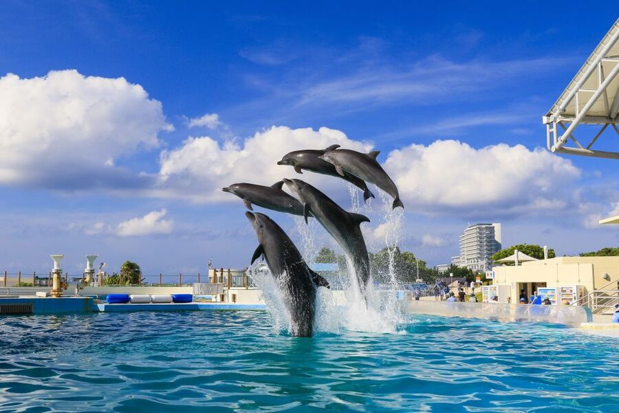 Naha: North Okinawa Sightseeing Tour & Churaumi Aquarium - Price and Value: What $50 Really Buys You